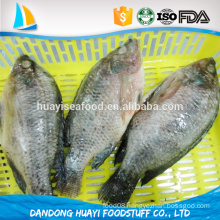 High Quality Seafood Product Red and Black Frozen Tilapia